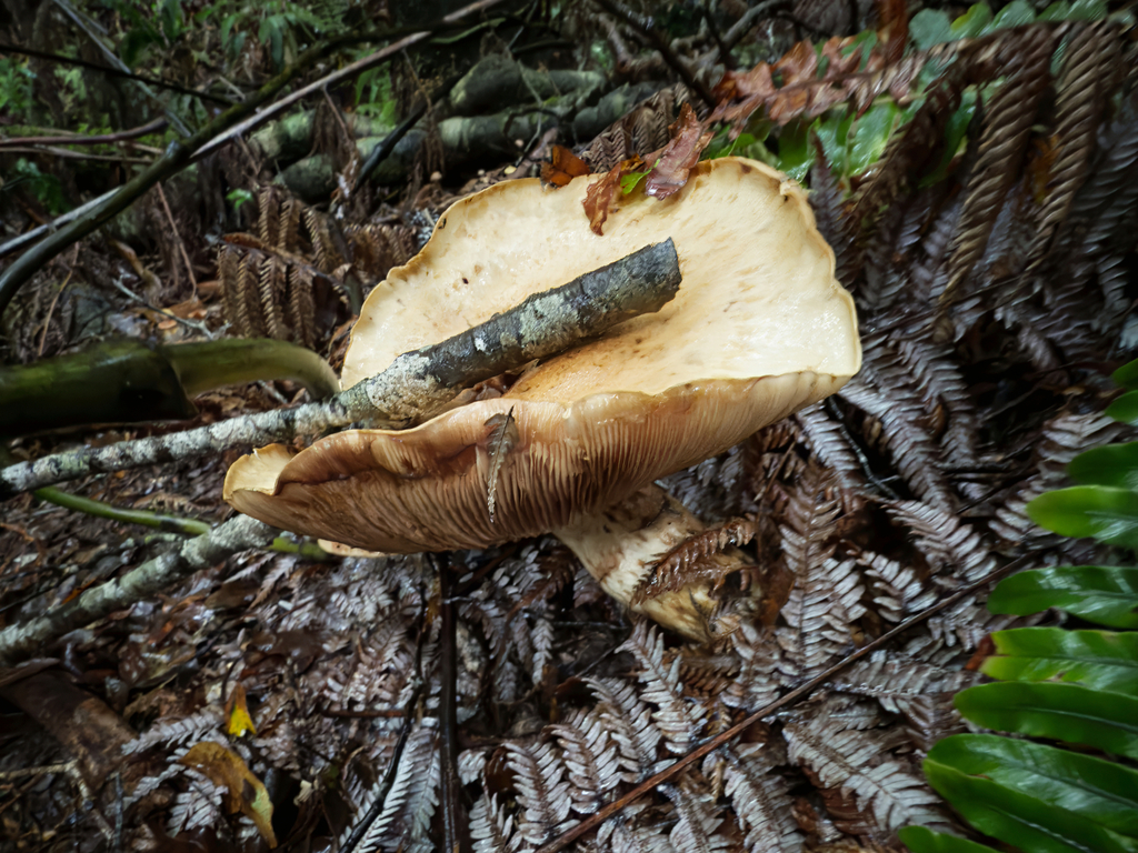 Austrocortinarius australiensis · June 2025 · photo: © jeremy_rolfe (iNaturalist, cc-by)