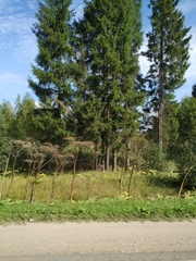 Heracleum sosnowskyi