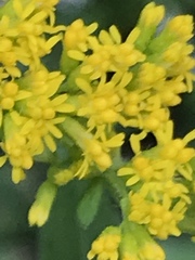 Solidago canadensis