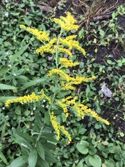 Solidago canadensis