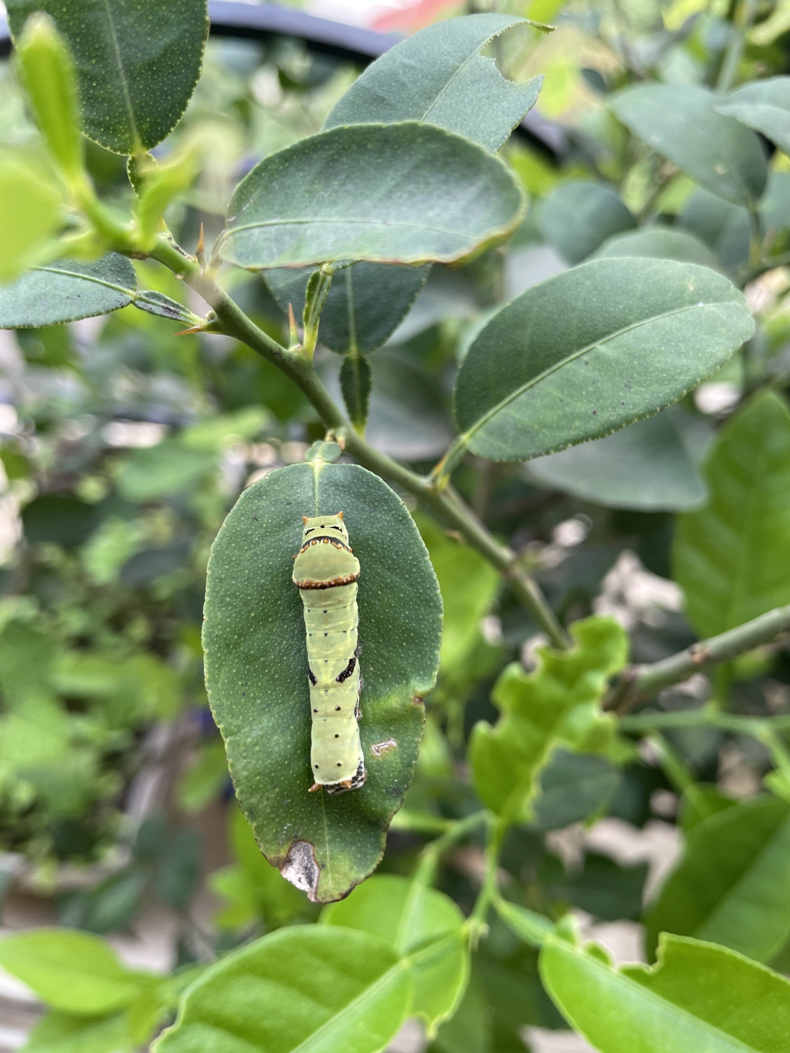 Lime Swallowtail