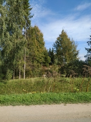 Heracleum sosnowskyi