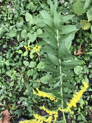 Solidago canadensis
