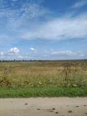 Heracleum sosnowskyi