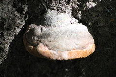 Phellinus everhartii