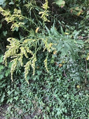 Solidago canadensis