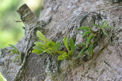 Specklinia brighamii
