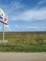 Heracleum sosnowskyi