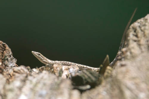 Cryptoblepharus rutilus observed 2025-06-27