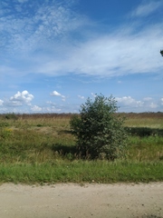 Calamagrostis epigejos