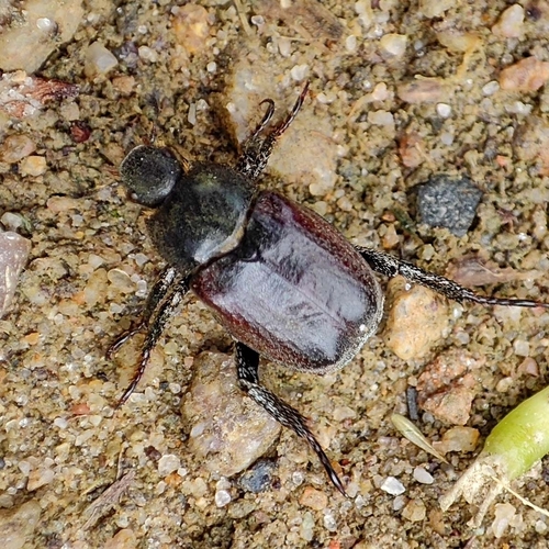 Welsh Chafer, 9742 PL Groningen, Netherlands, photo 7 of 10