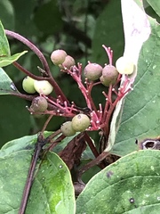 Cornus racemosa