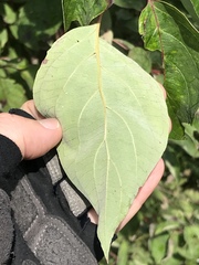 Cornus racemosa