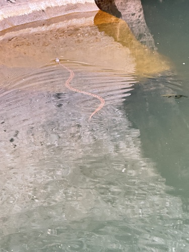 Children's Python sighting