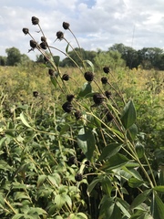 Rudbeckia subtomentosa
