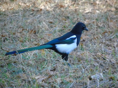 Pica pica