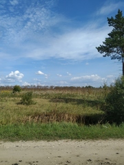 Calamagrostis epigejos