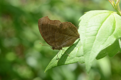 Chocolate Pansy