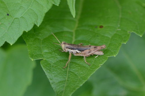 Short-winged Rice Grasshopper