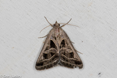 Callistege intercalaris