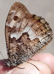 Hipparchia cretica