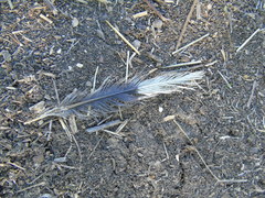 Streptopelia decaocto