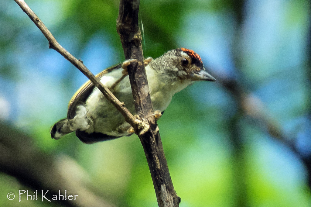 Plain-breasted Piculet photo