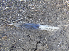 Streptopelia decaocto