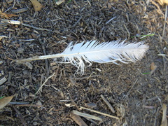 Columba livia domestica