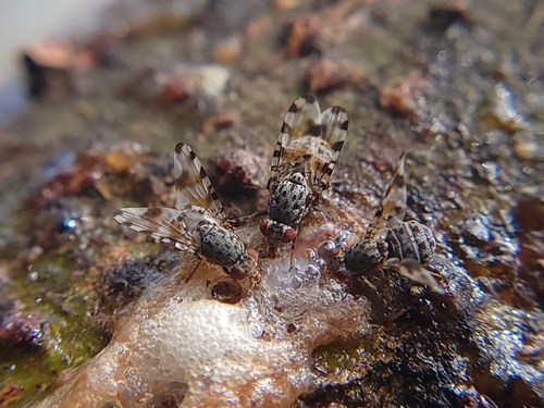 Unknown species found near Garden City, ID, USA