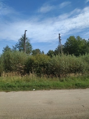 Calamagrostis epigejos