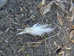 Columba livia domestica