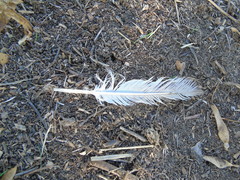 Columba livia domestica