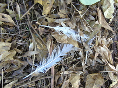 Columba livia domestica