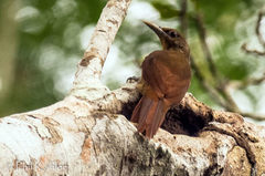 Dendrexetastes rufigula