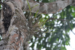 Scaphyglottis behrii