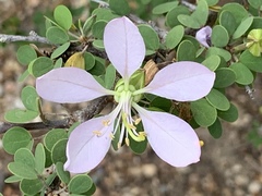 Bauhinia grandidieri