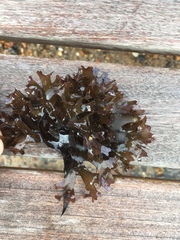 Chondrus