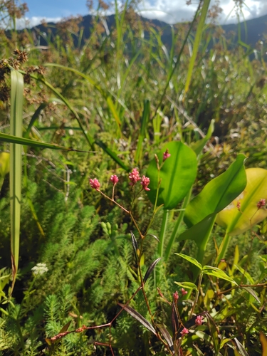 Persicaria dichotoma, photograph 4