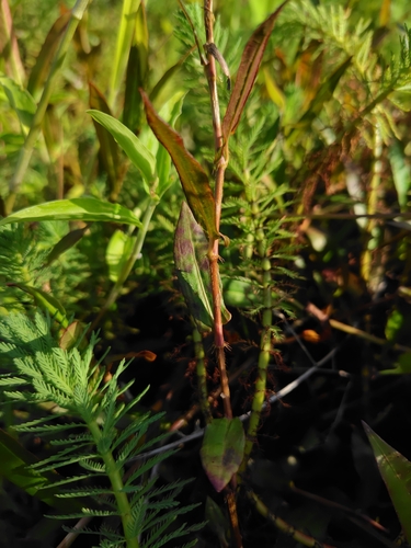 Persicaria dichotoma, photograph 5
