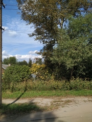 Impatiens glandulifera