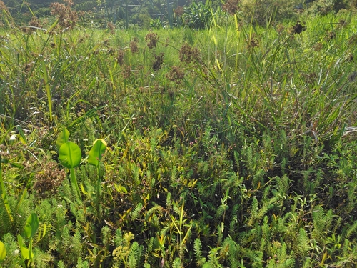 Persicaria dichotoma, photograph 6
