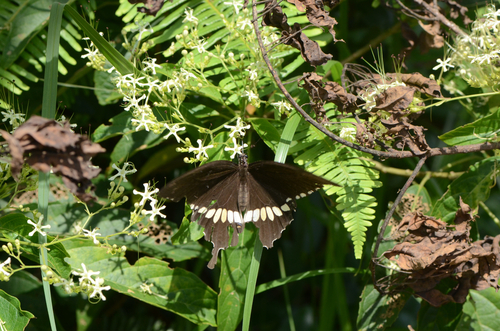 Common Mormon Swallowtail