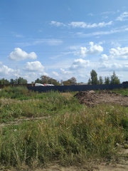 Phragmites australis