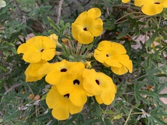 Uncarina grandidieri