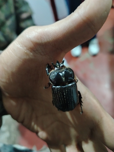 Phileurus didymus