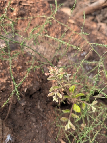 Diospyros chloroxylon, photograph 1