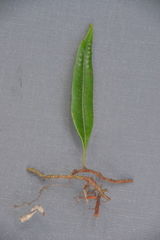 Microgramma percussa