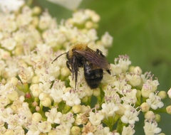 Andrena milwaukeensis