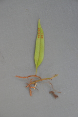 Microgramma percussa